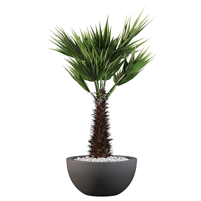 Stunning Chamaerops Palm for Your Collection 3D model image 3