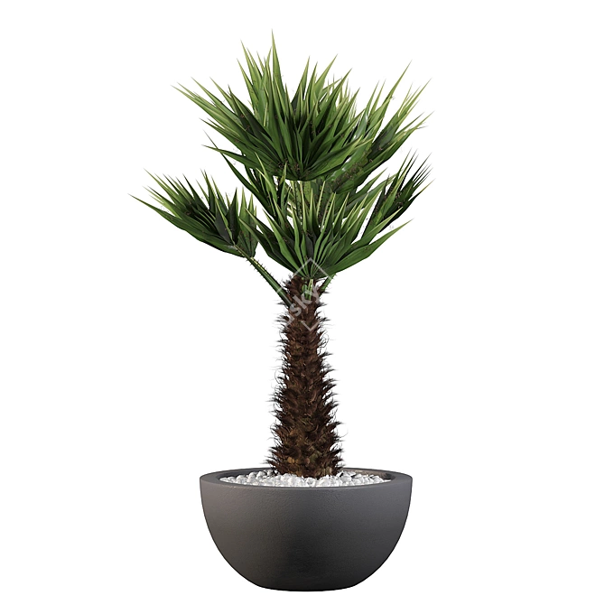 Stunning Chamaerops Palm for Your Collection 3D model image 4