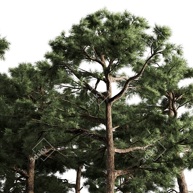 Nature's Duo: Two Majestic Pines 3D model image 3