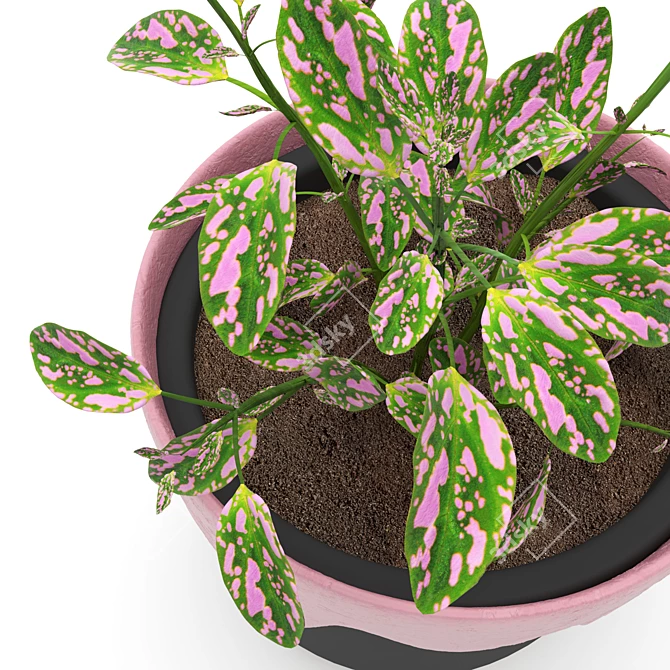 Colorful Leafy Hypoestes Plant 3D model image 2