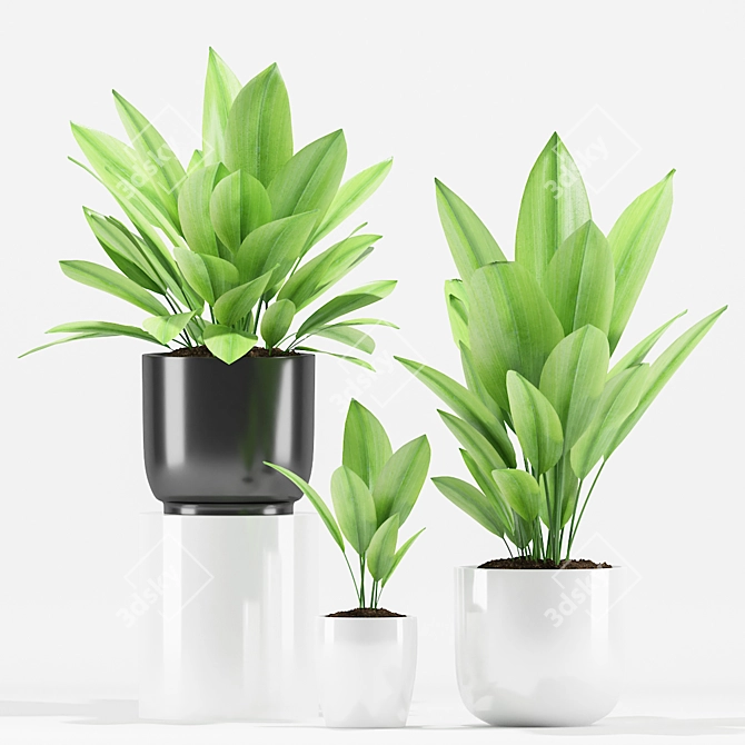 Aspidistra Palm Plant: Max 2012 & fbx (Plants 205) 3D model image 1