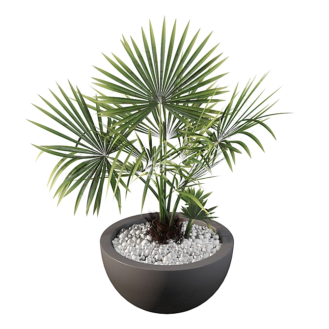 Lush Palm Tree 3D Model 3D model image 4