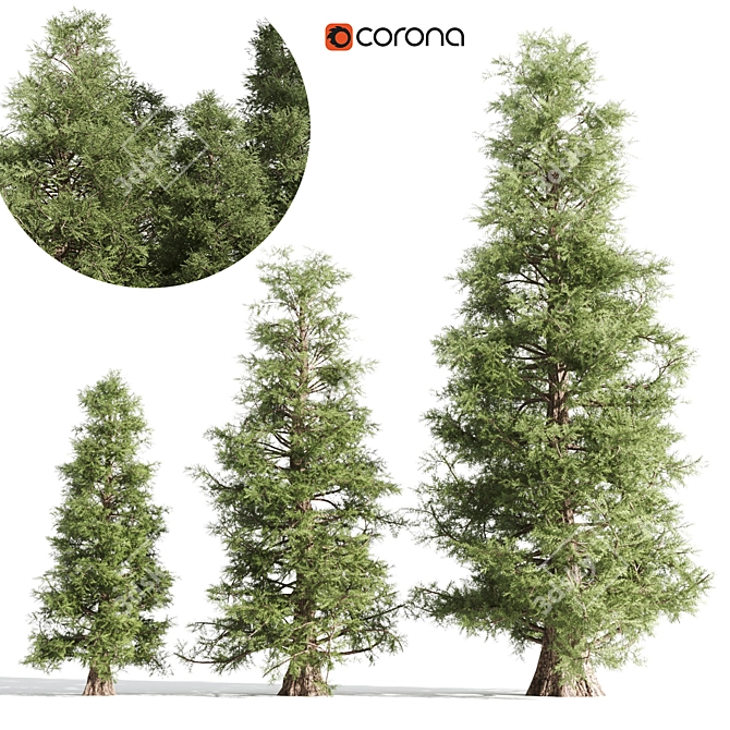 Tall Cedar Trees for Landscaping 3D model image 1