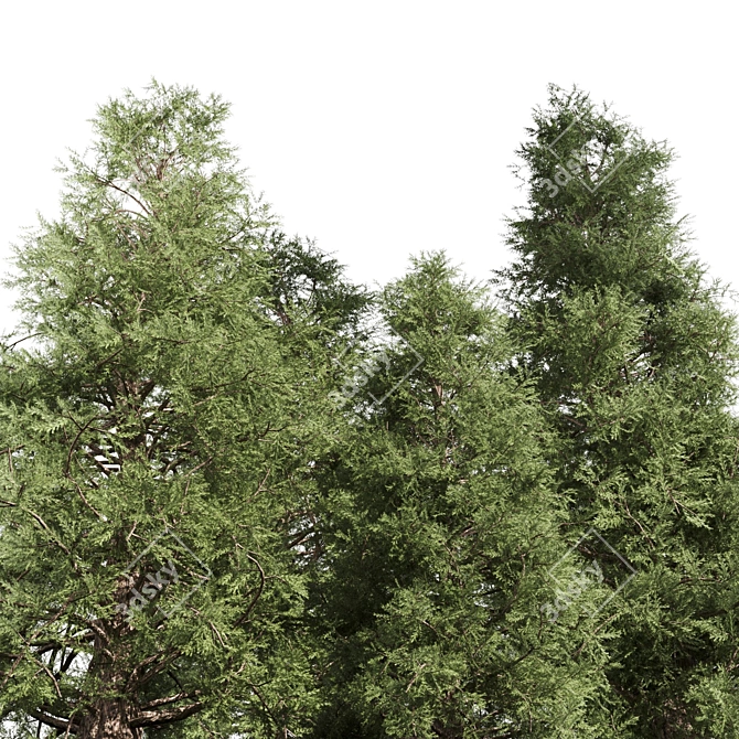 Tall Cedar Trees for Landscaping 3D model image 2