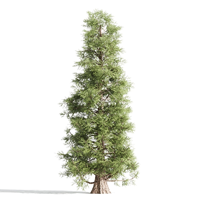 Tall Cedar Trees for Landscaping 3D model image 3