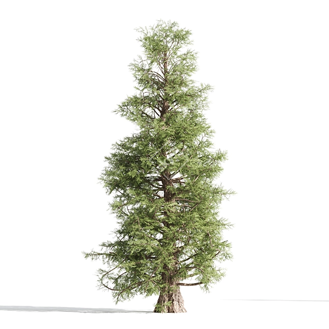 Tall Cedar Trees for Landscaping 3D model image 4