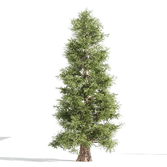 Tall Cedar Trees for Landscaping 3D model image 5