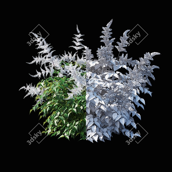 Astilbe Japanese White | Elegant Floral Decor 3D model image 2