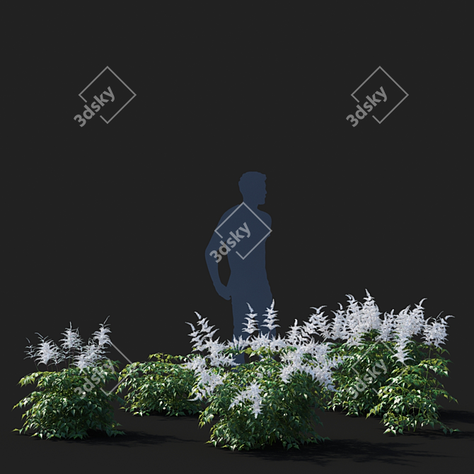 Astilbe Japanese White | Elegant Floral Decor 3D model image 3