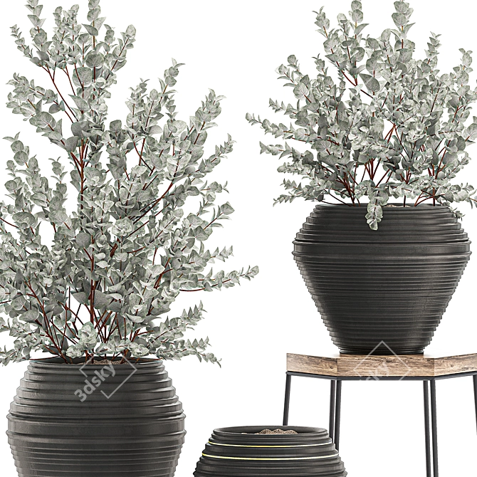 Exotic Indoor Plant Collection: Eucalyptus Cinerea & More 3D model image 3