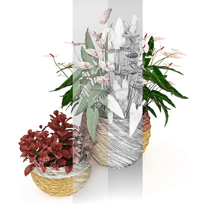 Tropical Elegance: Anthurium and Fittonia 3D model image 3