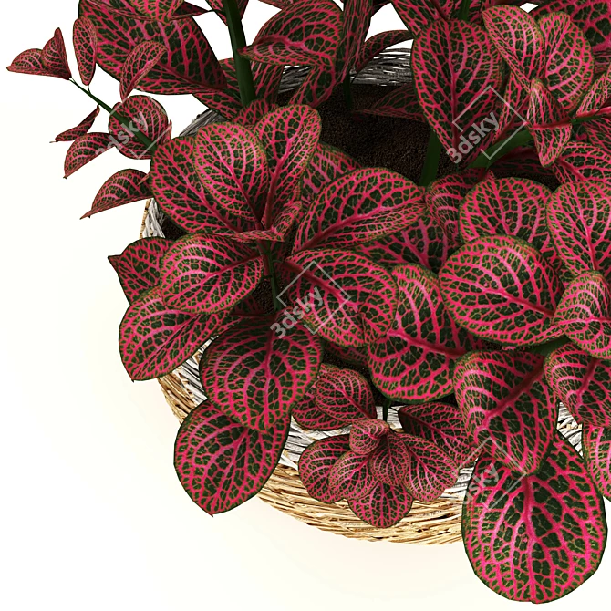 Tropical Elegance: Anthurium and Fittonia 3D model image 4