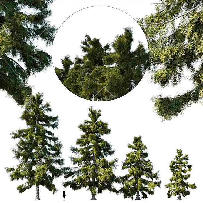 Nootka cypress tree: majestic beauty 3D model image 1