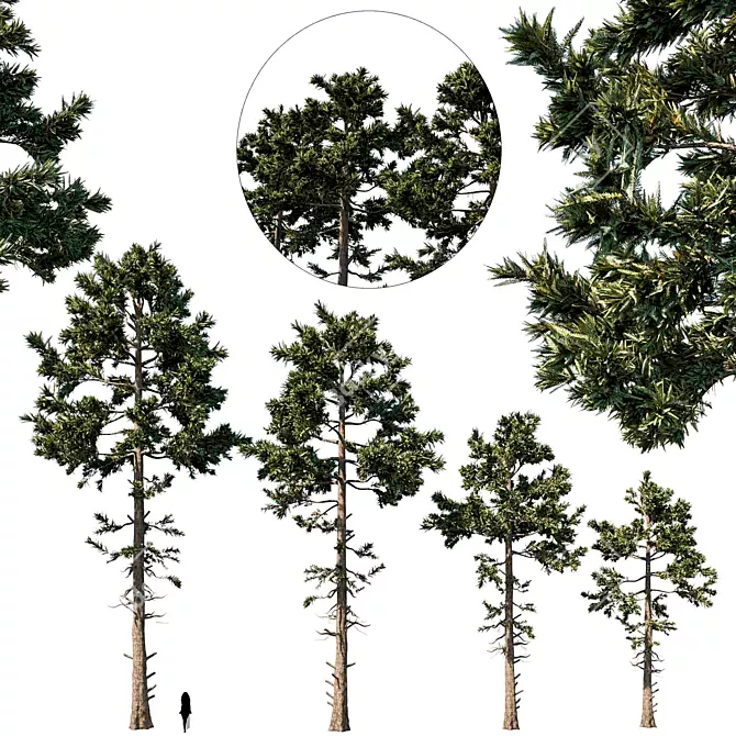 Douglas Fir Tree Set 3D model image 1