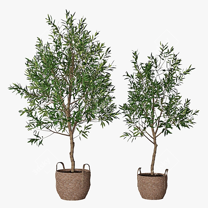 Classic Olive Tree Set 3D model image 1