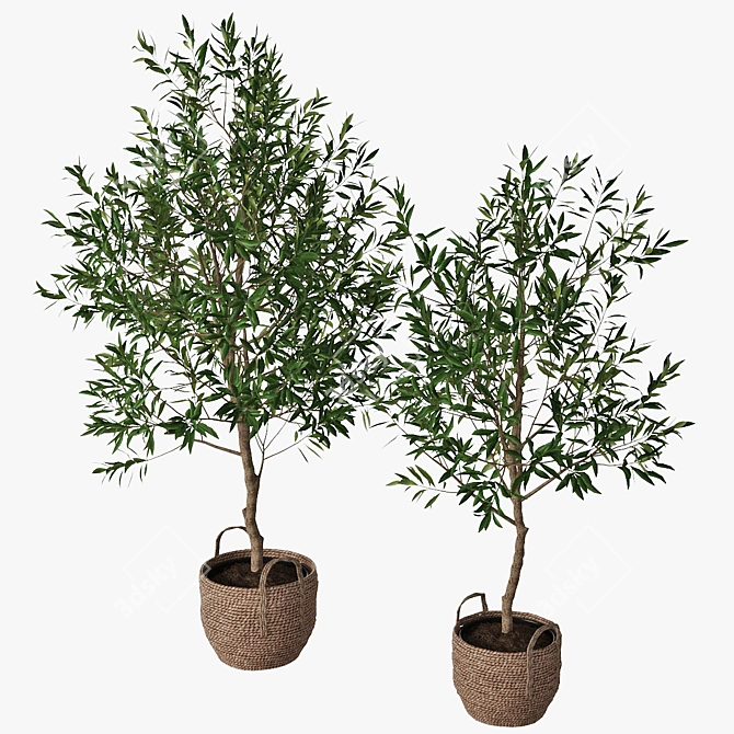 Classic Olive Tree Set 3D model image 2