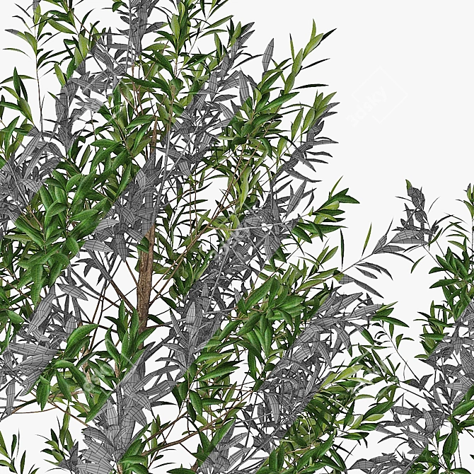 Classic Olive Tree Set 3D model image 4