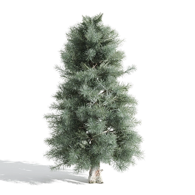  Majestic Pine Trees - Various Heights 3D model image 5