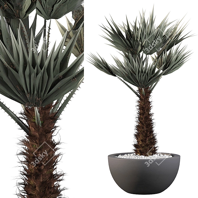 Tropical Chamaerops Palm Tree 3D model image 1