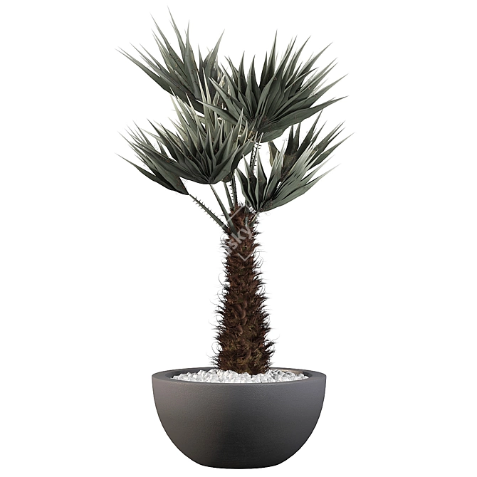 Tropical Chamaerops Palm Tree 3D model image 3