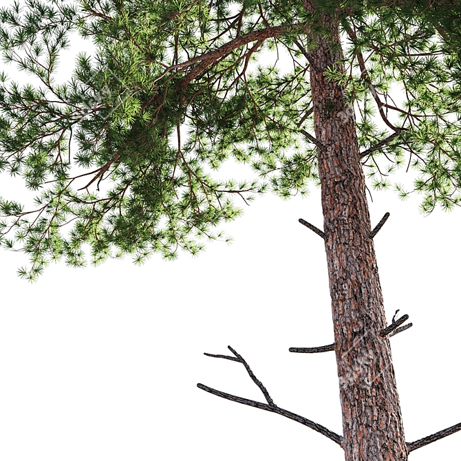 Scots Pine 1: Versatile Poly 3D model image 4