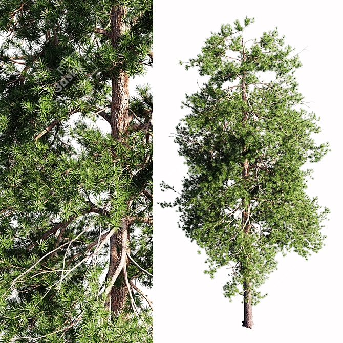 Tall Scots Pine 15m 3D model image 2