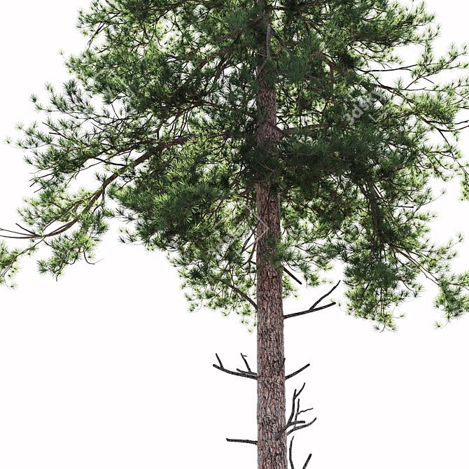 Tall Scots Pine 15m 3D model image 3