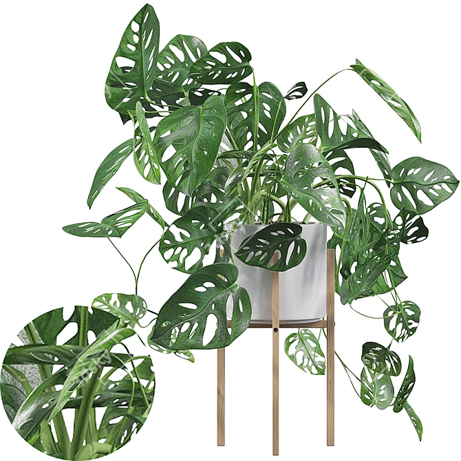 Tropical Monstera Monkey Mask: Stunning 3D Plant 3D model image 1