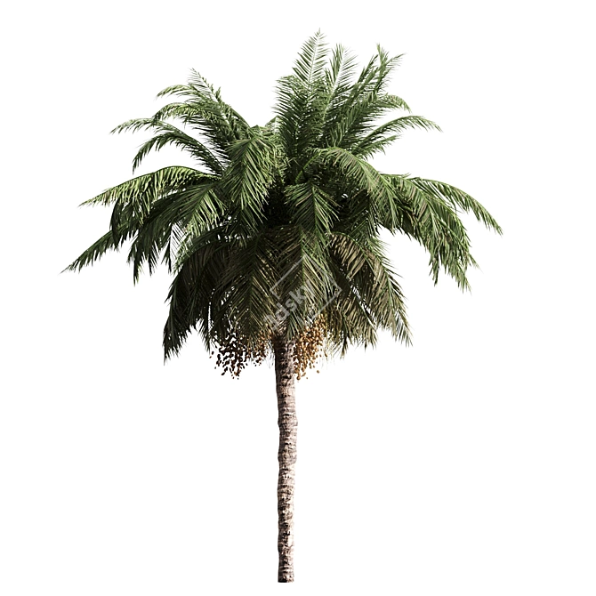 Tropical Palm Collection: PALM1-4 3D model image 2