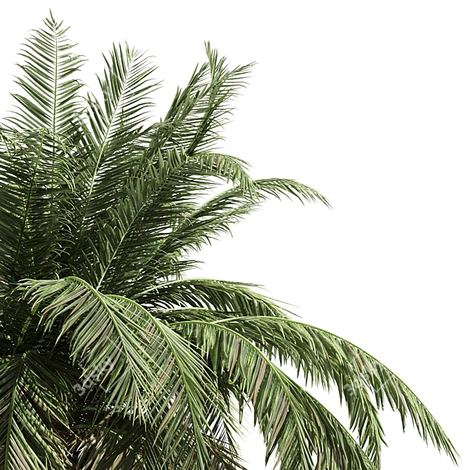 Tropical Palm Collection: PALM1-4 3D model image 5