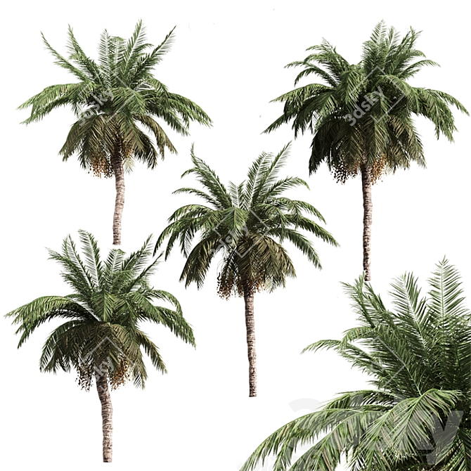 Tropical Palm Collection: PALM1-4 3D model image 7