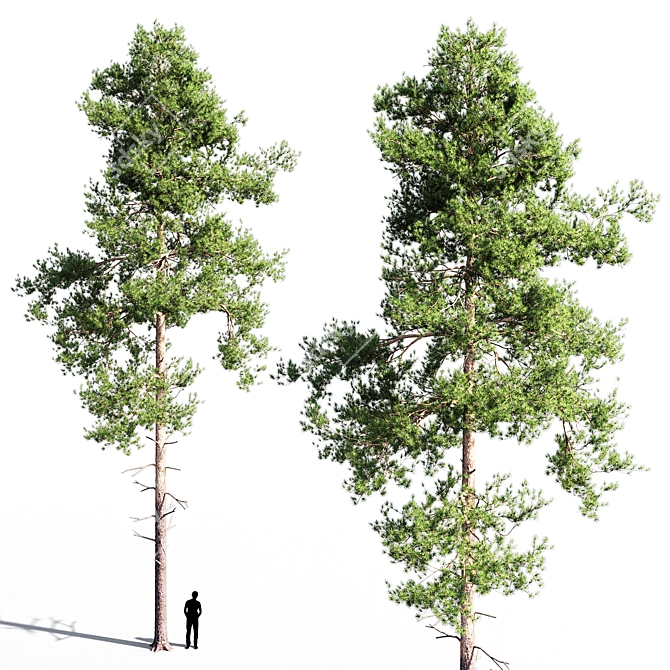 Tall Scots Pine Tree, 18m 3D model image 1