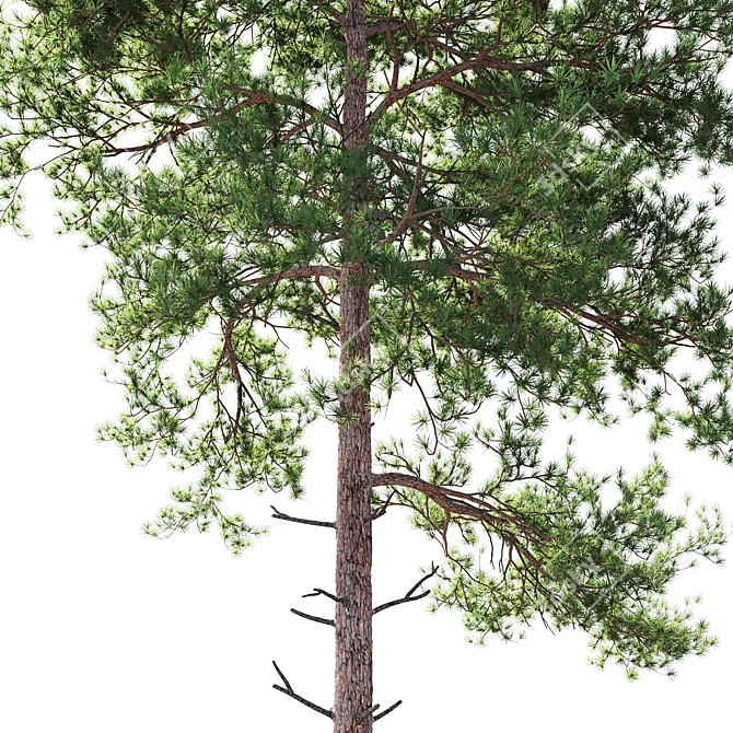 Tall Scots Pine Tree, 18m 3D model image 3