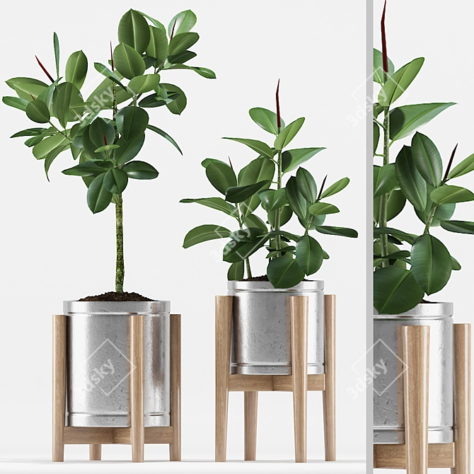 Rubber Plants Set 2012 3D model image 1