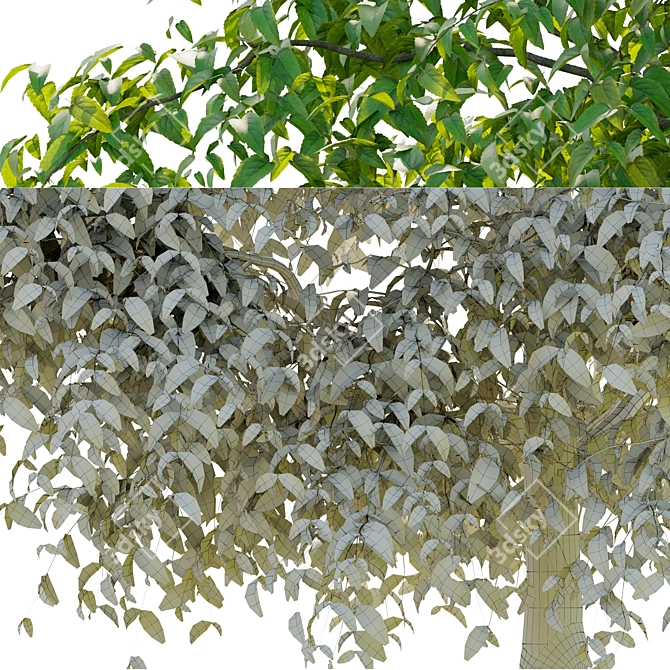 Elegant Elm Tree: Natural Beauty 3D model image 2