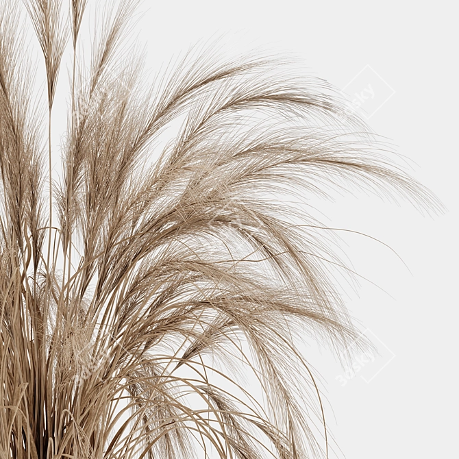 Decorative Dried Pampas Grass 3D model image 3