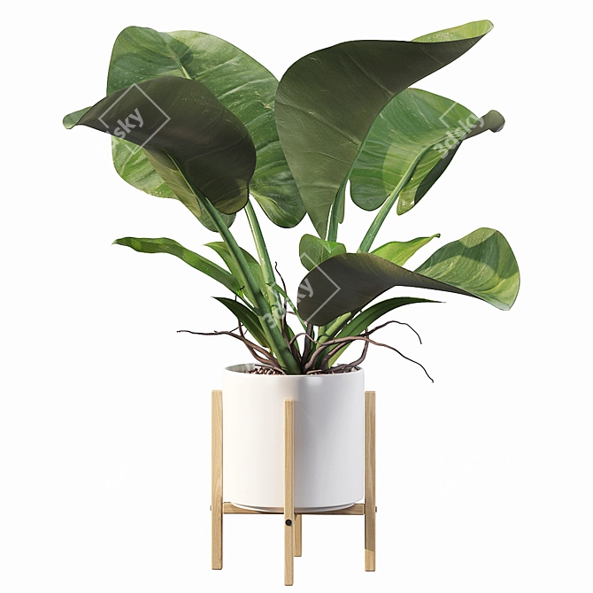 Lush Philodendron Imperial Green 3D model image 4