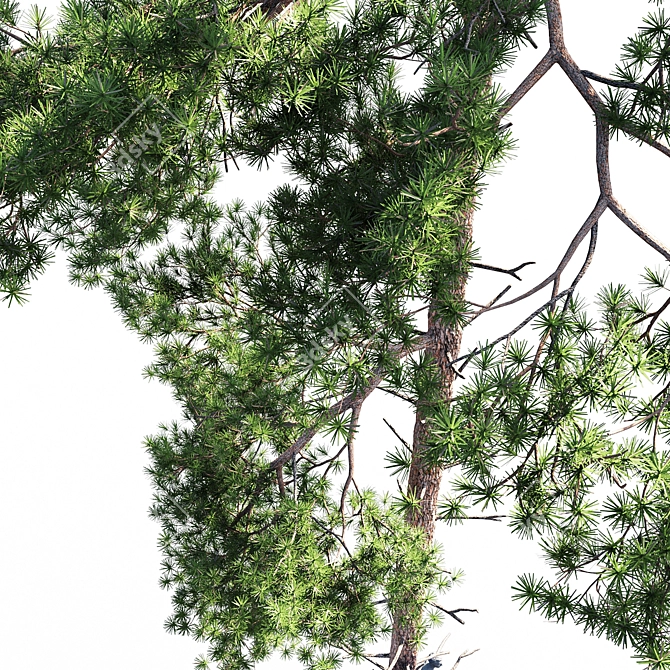 Russian Scots Pine 5-Tiered Polys 3D model image 3