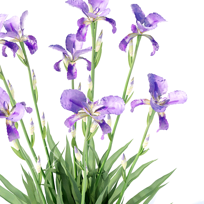 Vibrant Bearded Iris | Germanica Iris 3D model image 4