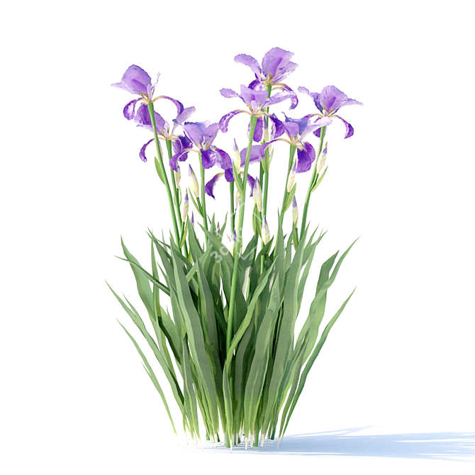 Vibrant Bearded Iris | Germanica Iris 3D model image 5