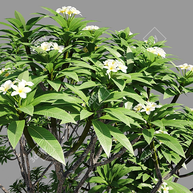 Elegant Plumeria 3-Piece Set 3D model image 5