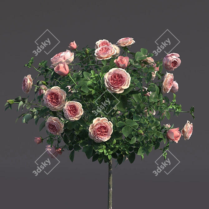 Stunning Potted Rose Bush 3D model image 4