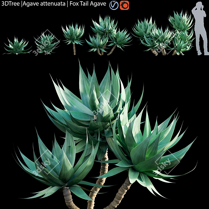 Agave Attenuata | Fox Tail Succulent 3D model image 1