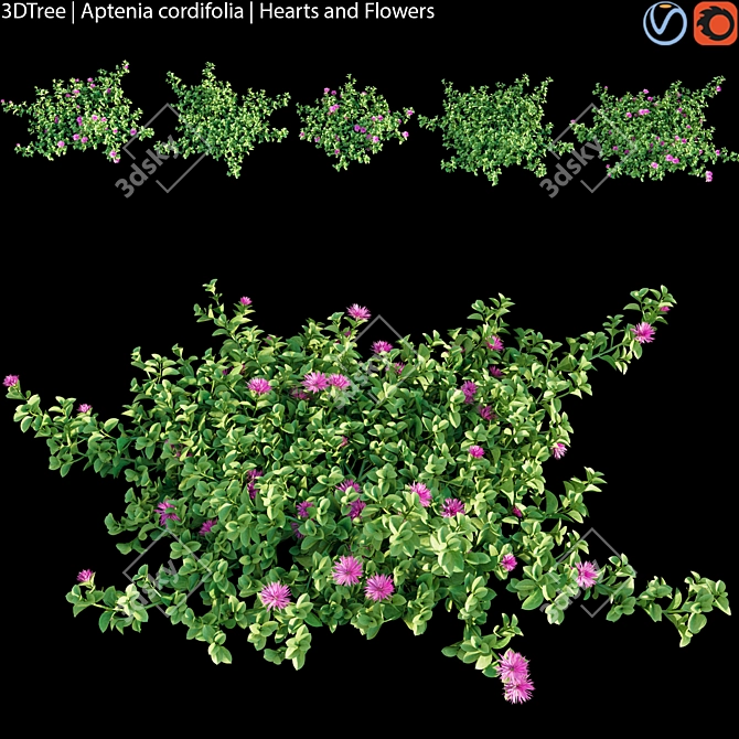 Heart's Flower | 3D Plant Model 3D model image 1