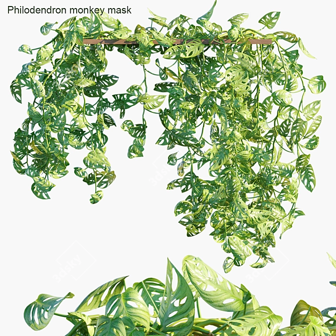 Monkey Mask Philodendron: Climbing Greenery 3D model image 1