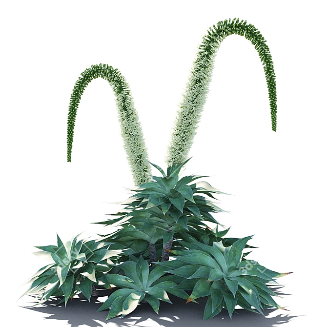 Agave Attenuata: Elegant Succulent for Polys 3D model image 3