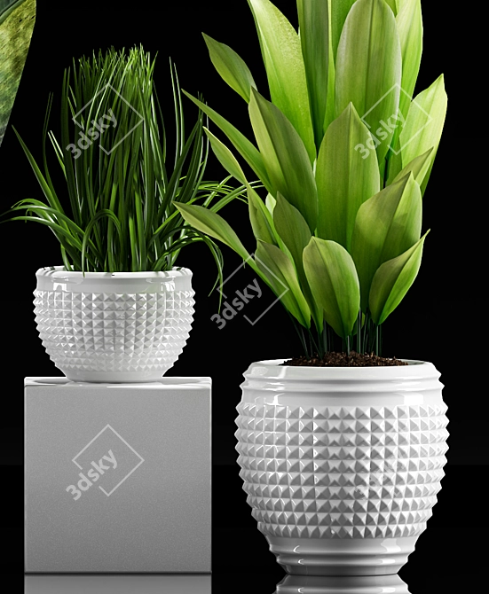 Exotic Plant Collection Set 3D model image 3