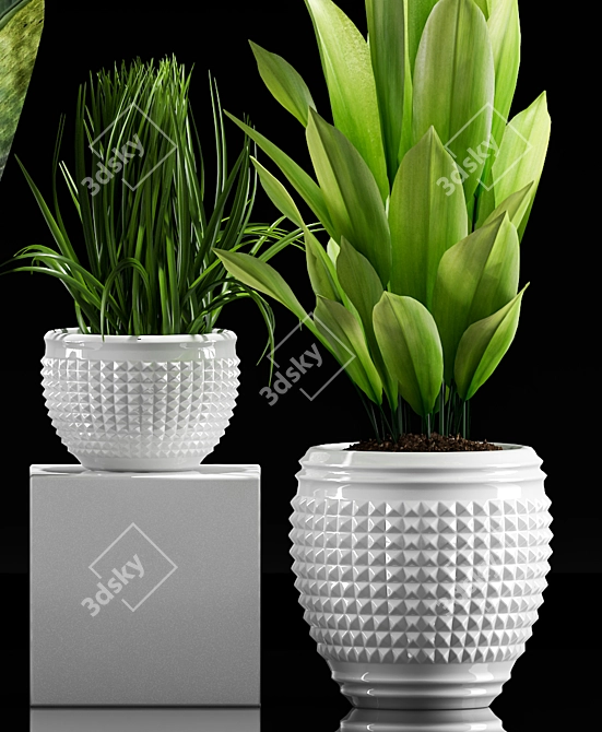 Exotic Plant Collection Set 3D model image 4