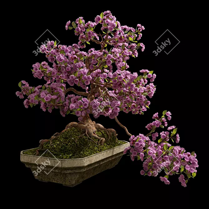 Miniature Sakura Bonsai 3D model image 1