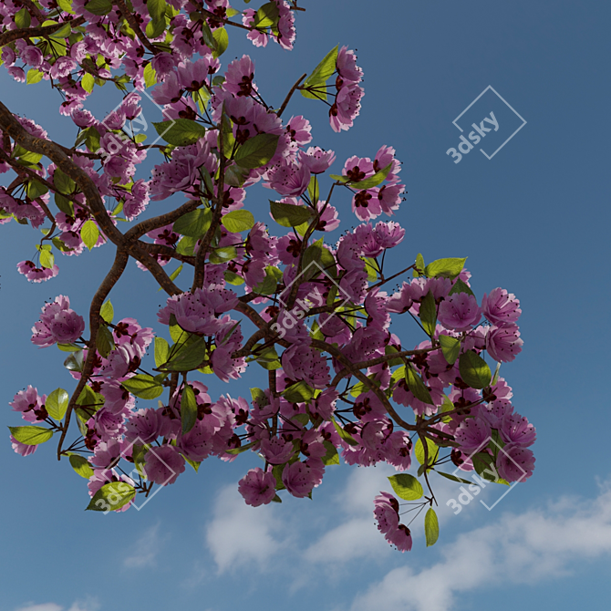 Miniature Sakura Bonsai 3D model image 3